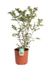 lagerstroemia indica nivea lagestroemia 3