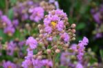 lagerstroemia indica petite orchid lagestroemia 1