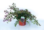 lagerstroemia indica petite orchid lagestroemia