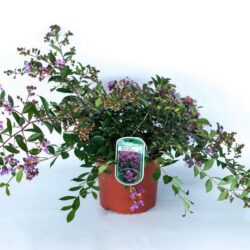 lagerstroemia indica petite orchid lagestroemia