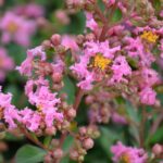lagerstroemia indica petite pink lagestroemia 1
