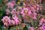 lagerstroemia indica petite pink lagestroemia 1
