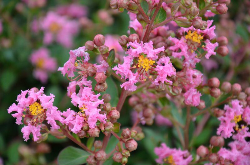 lagerstroemia indica petite pink lagestroemia 1 lagerstroemia indica petite pink lagestroemia 1