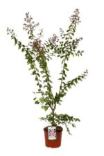 lagerstroemia indica petite pink lagestroemia