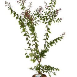 lagerstroemia indica petite pink lagestroemia