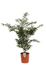 lagerstroemia indica petite pink lagestroemia 3