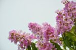 lagerstroemia indica pink grand sud lagestroemia 1
