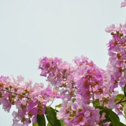 lagerstroemia indica pink grand sud lagestroemia 1