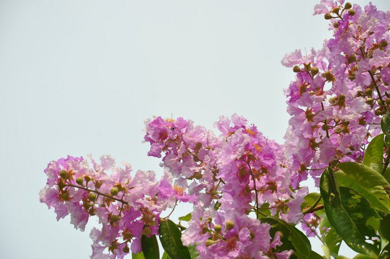 lagerstroemia indica pink grand sud lagestroemia 1 lagerstroemia indica pink grand sud lagestroemia 1