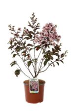 lagerstroemia indica pink grand sud lagestroemia