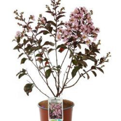 lagerstroemia indica pink grand sud lagestroemia