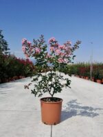 lagerstroemia indica pink grand sud lagestroemia 3
