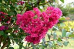 lagerstroemia indica pocomoke lagestroemia 1