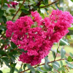 lagerstroemia indica pocomoke lagestroemia 1