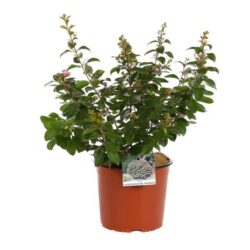lagerstroemia indica pocomoke lagestroemia