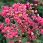 lagerstroemia indica red imperator lagestroemia 1