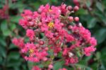 lagerstroemia indica red imperator lagestroemia 1