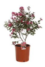 lagerstroemia indica red imperator lagestroemia
