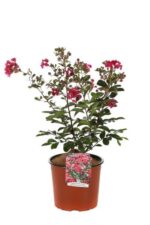 lagerstroemia indica red imperator lagestroemia 3