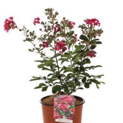 lagerstroemia indica red imperator lagestroemia 3