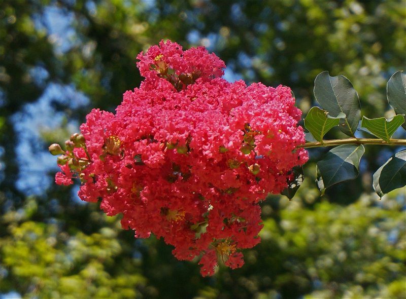 lagerstroemia indica red rocket lagestroemia 1 lagerstroemia indica red rocket lagestroemia 1