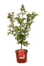 lagerstroemia indica red rocket lagestroemia
