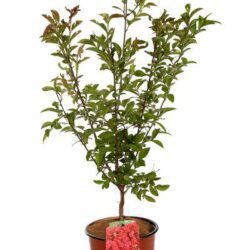 lagerstroemia indica red rocket lagestroemia