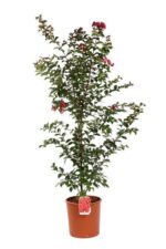 lagerstroemia indica red rocket lagestroemia 3