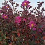 lagerstroemia indica rhapsody in blue lagestroemia 1