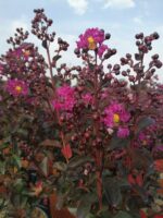 lagerstroemia indica rhapsody in blue lagestroemia 1