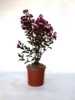 lagerstroemia indica rhapsody in blue lagestroemia