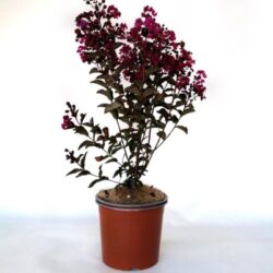 lagerstroemia indica rhapsody in blue lagestroemia