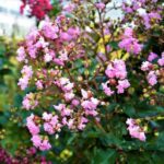 lagerstroemia indica rhapsody in pink lagestroemia 1