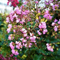 lagerstroemia indica rhapsody in pink lagestroemia 1