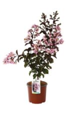 lagerstroemia indica rhapsody in pink lagestroemia