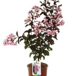 lagerstroemia indica rhapsody in pink lagestroemia
