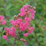 lagerstroemia indica rosea lagestroemia 1
