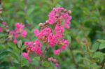 lagerstroemia indica rosea lagestroemia 1