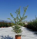 lagerstroemia indica rosea lagestroemia