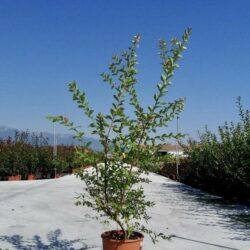 lagerstroemia indica rosea lagestroemia