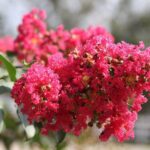 lagerstroemia indica rouge soetenu lagestroemia