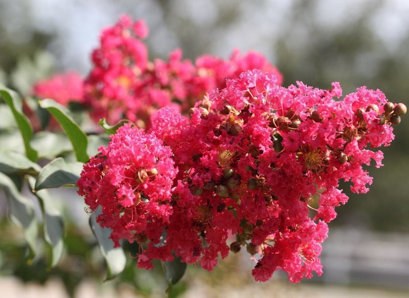 lagerstroemia indica rouge soetenu lagestroemia lagerstroemia indica rouge soetenu lagestroemia