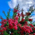 lagerstroemia indica rubra magnifica lagestroemia