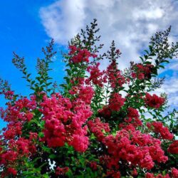 lagerstroemia indica rubra magnifica lagestroemia