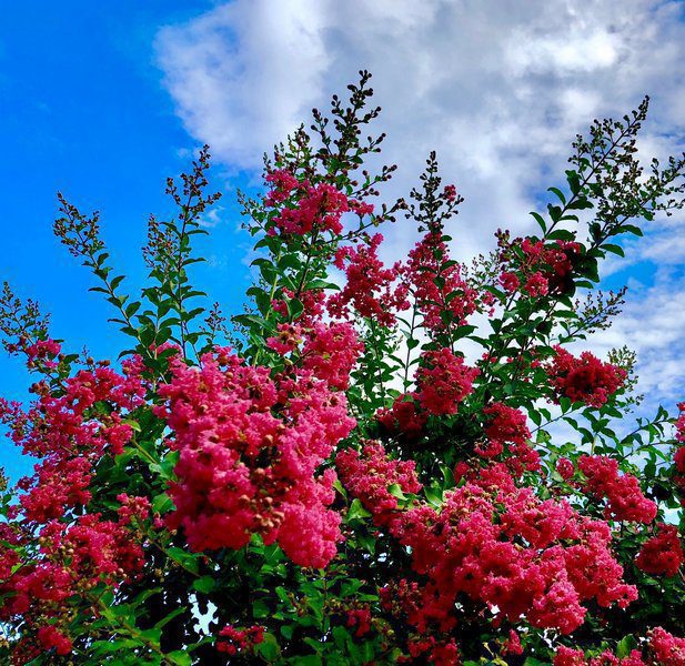 lagerstroemia indica rubra magnifica lagestroemia lagerstroemia indica rubra magnifica lagestroemia