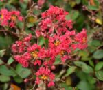 lagerstroemia indica victor lagestroemia 1