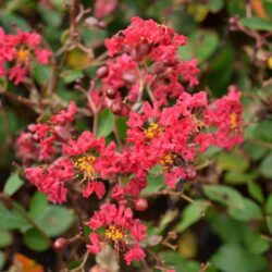 lagerstroemia indica victor lagestroemia 1