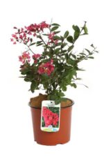 lagerstroemia indica victor lagestroemia