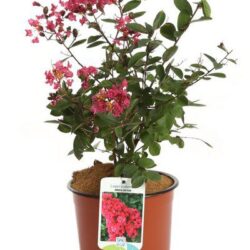 lagerstroemia indica victor lagestroemia