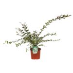 lagerstroemia strisciante bianca lagestroemia 1
